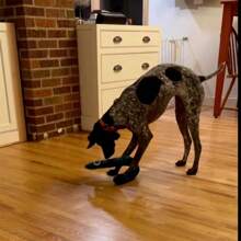 1 件带有大蛇设计的咀嚼玩具 - 为您的狗提供完美的互动玩具，使其磨牙和发出吱吱声！ - 彩色 - 查看 9