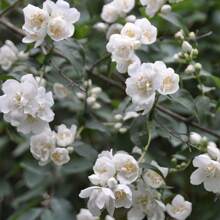 Blumensamen Hohe Wachstumsrate Schöne Jasmin-Samen, Non-GMO Jasmin-Duft Süßes Gartenhaus, Verwendet für die Bepflanzung im Freien