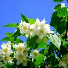 Blumensamen Hohe Wachstumsrate Schöne Jasmin-Samen, Non-GMO Jasmin-Duft Süßes Gartenhaus, Verwendet für die Bepflanzung im Freien