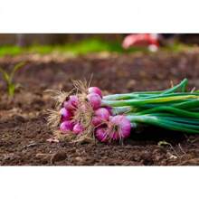 Do You Recommend 100 SCARLET BANDIT Bundle Shallot Red Allium Cepa Vegetable Seeds