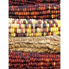 Recommend 100 Ornamental  CORN WAMPUM Mixed Colors Zea Mays Vegetable Seeds - Variant1 - View 3