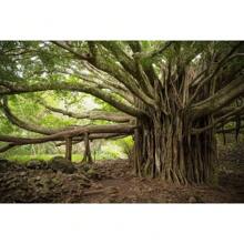 100 Seeds Of For Planting  Banyan - Bonsai Or Garden Tree - 1 - View 2
