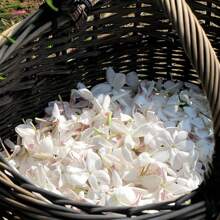 Blumensamen Hohe Wachstumsrate Schöne Jasmin-Samen, Non-GMO Jasmin-Duft Süßes Gartenhaus, Verwendet für die Bepflanzung im Freien