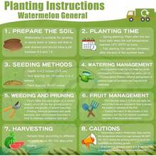 300 Pieces Spanish Wine Melon Seeds - Melon Seeds Garden Non-GMO Traditional Seeds, Suitable For Indoor/Outdoor Cultivation - High Yield, Melon 50