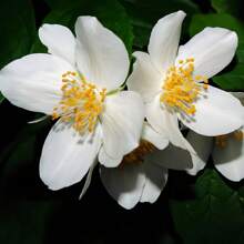 Blumensamen Hohe Wachstumsrate Schöne Jasmin-Samen, Non-GMO Jasmin-Duft Süßes Gartenhaus, Verwendet für die Bepflanzung im Freien