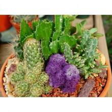 Recommend 50 CACTUS MIX 'Finest Mixed' Succulent Flower Plant Seeds - Variant1 - View 6