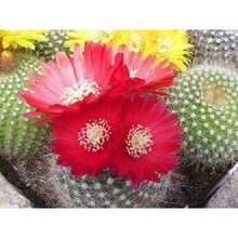 Recommend 50 CACTUS MIX 'Finest Mixed' Succulent Flower Plant Seeds - Variant1 - View 5