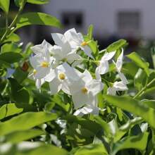 Blumensamen Hohe Wachstumsrate Schöne Jasmin-Samen, Non-GMO Jasmin-Duft Süßes Gartenhaus, Verwendet für die Bepflanzung im Freien