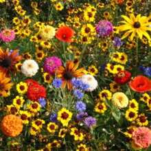 Recommend 2000 Pet Friendly Flower Seed Mix - Variant1 - View 3