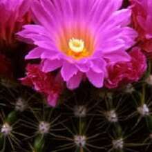 Recommend 50 CACTUS MIX 'Finest Mixed' Succulent Flower Plant Seeds - Variant1 - View 9