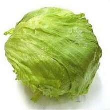 In Stock 3000 ICEBERG HEAD LETTUCE Lactuca Sativa Vegetable Seeds - Variant1 - View 1