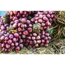 Do You Recommend 100 SCARLET BANDIT Bundle Shallot Red Allium Cepa Vegetable Seeds