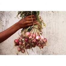 Do You Recommend 100 SCARLET BANDIT Bundle Shallot Red Allium Cepa Vegetable Seeds