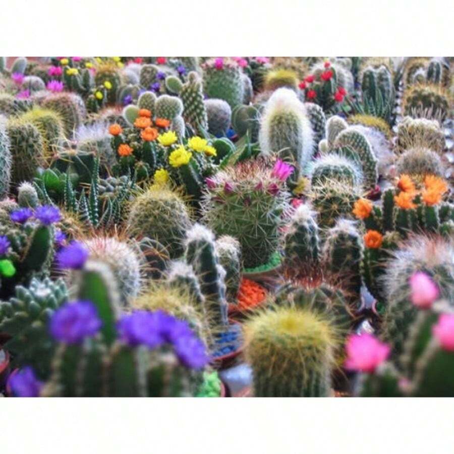 Recommend 50 CACTUS MIX 'Finest Mixed' Succulent Flower Plant Seeds - Variant1 - View 1