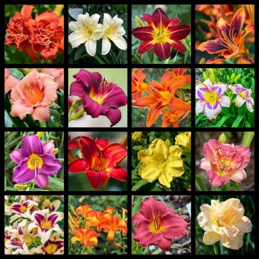 In Stock 10 MIXED COLORS DAYLILY Hemerocallis Day Lily Fine Blend Red Purple Flower Seeds