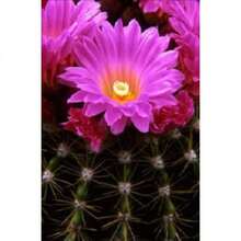 Recommend 50 CACTUS MIX 'Finest Mixed' Succulent Flower Plant Seeds - Variant1 - View 4