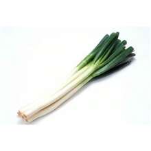 Easy To Plant, High Germination Rate Four-Season Ginger Sprouts Ginger Seeds Potted Ginger Seedlings, Vegetable Seeds - 500 - View 4