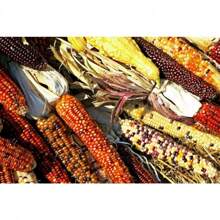 Recommend 100 Ornamental  CORN WAMPUM Mixed Colors Zea Mays Vegetable Seeds - Variant1 - View 5
