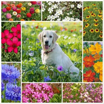 Recommend 2000 Pet Friendly Flower Seed Mix