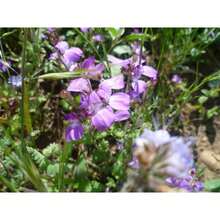 Recommend 500 CHINESE HOUSES Pagodas Collinsia Heterophylla Flower Seeds Flat Shipping - 變體1 - 查看 3