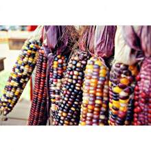Recommend 100 Ornamental  CORN WAMPUM Mixed Colors Zea Mays Vegetable Seeds - Variant1 - View 7