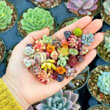 1000pcs Rare Mixed Succulent Seeds - Beautiful And Colorful Collection For Indoor And Outdoor Gardens Non GMO Heirloom - Planting Instructions For Easy Grow - Great Gardening Gifts