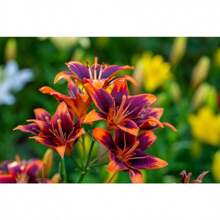 In Stock 10 MIXED COLORS DAYLILY Hemerocallis Day Lily Fine Blend Red Purple Flower Seeds