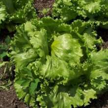 In Stock 3000 ICEBERG HEAD LETTUCE Lactuca Sativa Vegetable Seeds - Variant1 - View 3