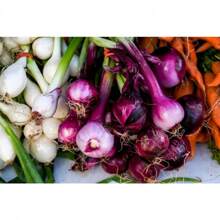 Do You Recommend 100 SCARLET BANDIT Bundle Shallot Red Allium Cepa Vegetable Seeds