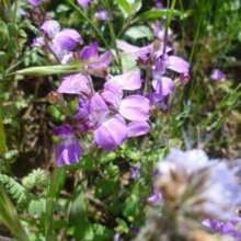 Recommend 500 CHINESE HOUSES Pagodas Collinsia Heterophylla Flower Seeds Flat Shipping - 變體1 - 查看 8