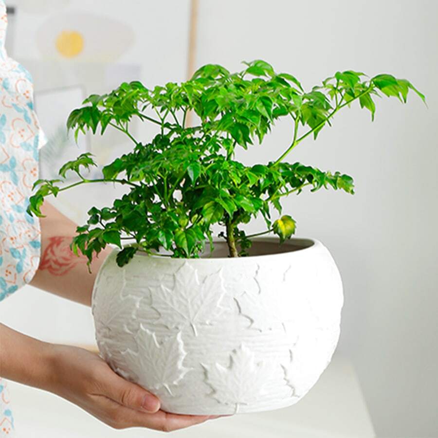 8-Inch Ceramic Floral Planter, Houseplant Planter For Water Growing, No Drainage Holes