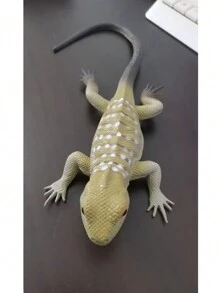 1 pieza Juguete realista de lagartija/camaleón de plástico blando, envío de estilo aleatorio, con sonido y apretable - Multicolor - Ver 10