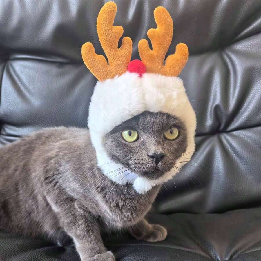 1pc Trang phục mới cho thú cưng Giáng sinh Ông già Mèo Chó Mũ đội đầu - trắng - Xem 1