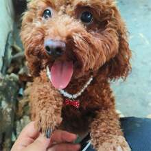 Customized Elegant Faux Pearl Pet Necklace, Personalize With Your Pet's Name, Unique And Adorable Pet Necklace For Cats And Dogs