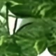 Pothos