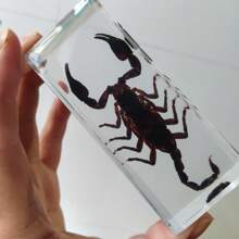 1 件大型盒装昆虫标本套装，包括真正的 8 条腿巨型蜘蛛、蝗虫、竹节虫、螳螂、甲虫、螃蟹、千足虫和巨型蝎子树脂水晶工艺品，50 多个永久保存的巨型蜈蚣有毒动物模型