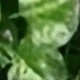 Begonia Leaves