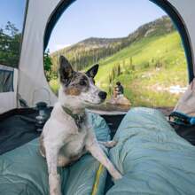 Coleman Skydome Tent With Full-Fly Weather Vestibule, 4/6 Person Weatherproof Tent Sets Up In 5 Mins, Rainfly & Carry Bag Included, 20% More Headroom Than Traditional Tents - Black - View 7