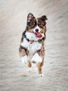 1 Stück Hund Anti-Verlust Anhänger, individuell anpassbarer Haustier-ID-Anhänger, gravierte Hund ID-Namensplakette, Halsband Anhänger, personalisierter kleiner Hund Knochen Anhänger, Haustier Zubehör