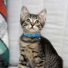 Personalized Pet Collar With Bell - Custom Engraved Cat & Small Dog Collar, Durable PP Material, Adjustable, Cartoon Dog Pattern Design, Ideal Pet Gift - Multicolor - View 2