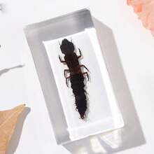 50+ Pcs Large (7.3cm) Transparent Resin Insect Stag Beetle, Spider, Scorpion, Rhinoceros Beetle, Hornet, Wasp Model, Spider Octagon Monster Creative Bookend Decor, Primitive Forest Giant Arthropod Centipede Model, Magical Nature Real Rare Various Insects, High Transparency Permanent Preserved Transparent Resin Natural Insect Creative Small Decor, Gift - Multicolor - View 41