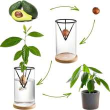 1Set Avocado Tree Growing Kits Hydroponic Seed Holder Nursery Container Set For Outdoor Indoor Planting Gifts Birthday Graduation - Clear - View 2