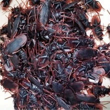 5 件/10 件终极恶作剧套装：逼真的假蟑螂，非常适合万圣节、派对、愚人节、恐怖笑话玩具，易于使用，有趣的恶作剧 - 彩色 - 查看 5