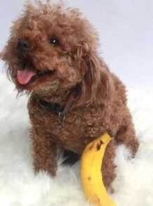 Banana Design Pet Sound Toy - Yellow - View 8