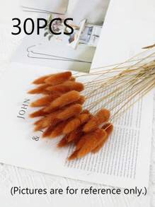 Rabbit Tail Grass Dried Flowers Rabbit Tail Grass Real Flowers Perpetual Flowers Dog Tail Grass Dried Flower Bouquets Wholesale Shooting Props, Ins Bouquets Flowers Home Living Room Decorative Arrangements Dried Arrangements Rabbit Tail Grass Dog Tail Grass Dried Flowers.