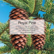 Little Trees Auto Air Freshener, Hanging Card, Royal Pine Pack Of 6 - Multicolor - View 3