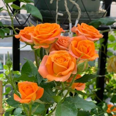 Orange Rose - Large Stunning Blooms Heirloom Garden Perfect For Indoor Planting & Easy To Grow