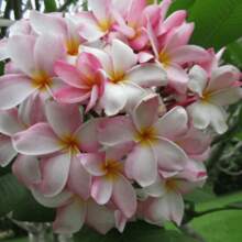 Plumeria Rubra Seeds For Home Garden Planting - 10Pcs Plumeria Rubra Seeds - View 3