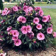Heirloom Garden Seeds For Decorative Planting 100pcs Swamp Rosemary And Cotton Candy Hibiscus - 1Pack - View 1