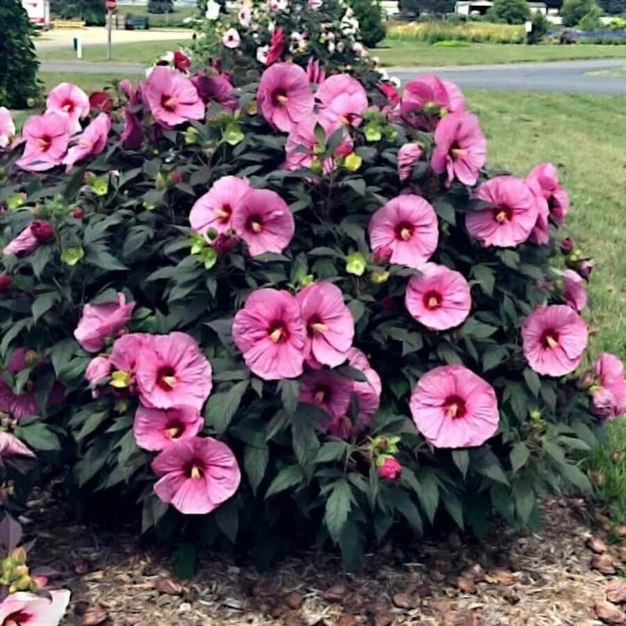 Heirloom Garden Seeds For Decorative Planting 100pcs Swamp Rosemary And Cotton Candy Hibiscus - 1Pack - View 1
